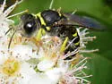 Crabro argusinus - photo 3