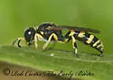 Crabro cingulatus