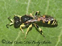 Crabro cingulatus - photo 2