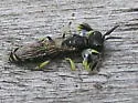 Crabro latipes