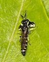 Crabro latipes - photo 4