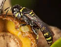 Crabro peltista
