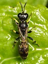 Crabro snowii