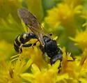 Crabro tumidus - photo 2
