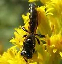 Crabro tumidus - photo 3