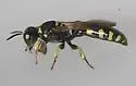 Crabro tumidus - photo 4