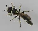 Crabro tumidus - photo 5
