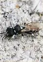 Crabro vernalis