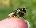 Crabro villosus