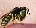 Crabro villosus - photo 2