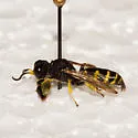 Crabro villosus - photo 3