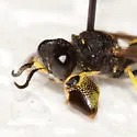 Crabro villosus - photo 4