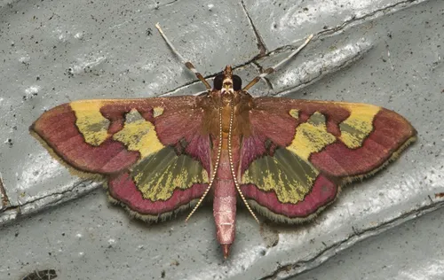 Crambid Snout Moths - photo 2