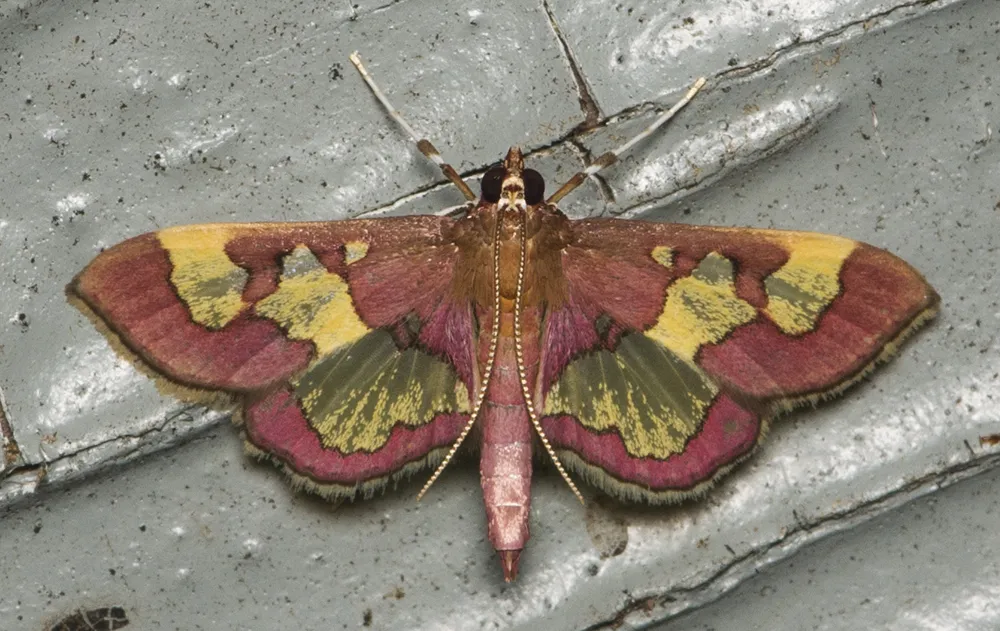 Crambid Snout Moths - photo 3