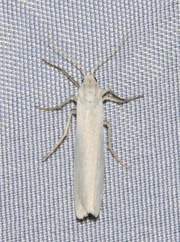 Pearly-winged Lichen Moth - Hodges#8051
