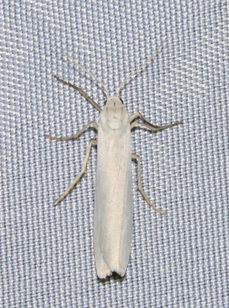 Pearly-winged Lichen Moth - Hodges#8051 - photo 2