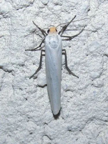 Yellow-headed Lichen Moth - Hodges#8053
