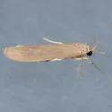 Crambidia dusca - Hodges#8047 - photo 4
