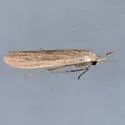 Crambidia dusca - Hodges#8047 - photo 5