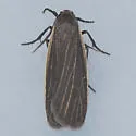 Dark Gray Lichen Moth - Hodges#8045