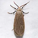 Dark Gray Lichen Moth - Hodges#8045 - photo 2