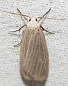 Dark Gray Lichen Moth - Hodges#8045 - photo 3