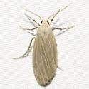 Dark Gray Lichen Moth - Hodges#8045 - photo 4