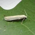 Crambidia myrlosea - Hodges#8048