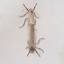 Crambidia myrlosea - Hodges#8048 - photo 2