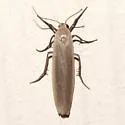Crambidia myrlosea - Hodges#8048 - photo 3