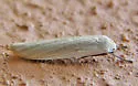 Crambidia myrlosea - Hodges#8048 - photo 4