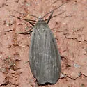 Uniform Lichen Moth - Hodges#8046