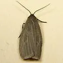 Uniform Lichen Moth - Hodges#8046 - photo 2