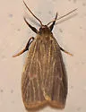 Uniform Lichen Moth - Hodges#8046 - photo 3
