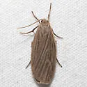 Uniform Lichen Moth - Hodges#8046 - photo 4