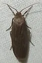 Uniform Lichen Moth - Hodges#8046 - photo 5