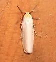 Crambidia xanthocorpa - Hodges#8053.1