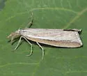 Crambini-incertae-sedis dimidiatellus - Hodges#5388
