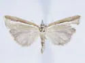 Crambini-incertae-sedis dimidiatellus - Hodges#5388 - photo 2