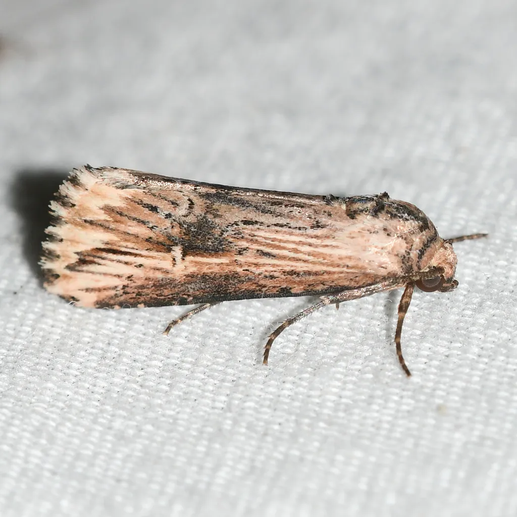 Verbena Moth - Hodges#9661 - photo 2