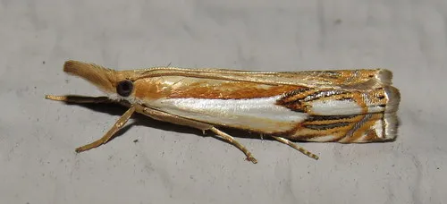 Double-banded Grass-veneer - photo 4