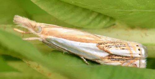 Double-banded Grass-veneer - photo 5