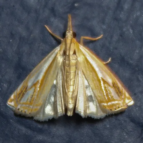 Double-banded Grass-veneer - photo 6