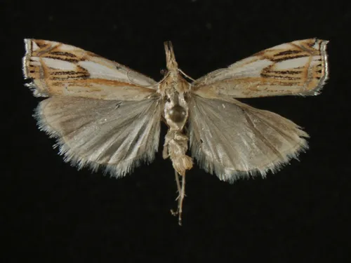 Double-banded Grass-veneer - photo 7