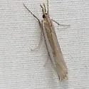 Crambus ainslieellus - Hodges#5354