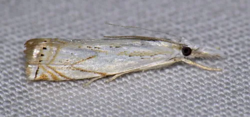 Small White Grass-veneer - Hodges#5361
