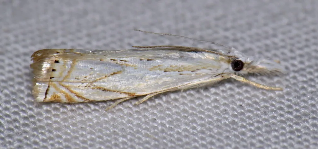 Small White Grass-veneer - Hodges#5361 - photo 2