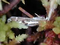 Crambus alienellus - Hodges#5341