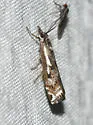Crambus alienellus - Hodges#5341 - photo 2