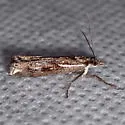 Crambus alienellus - Hodges#5341 - photo 4